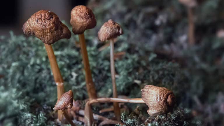 group of mushrooms