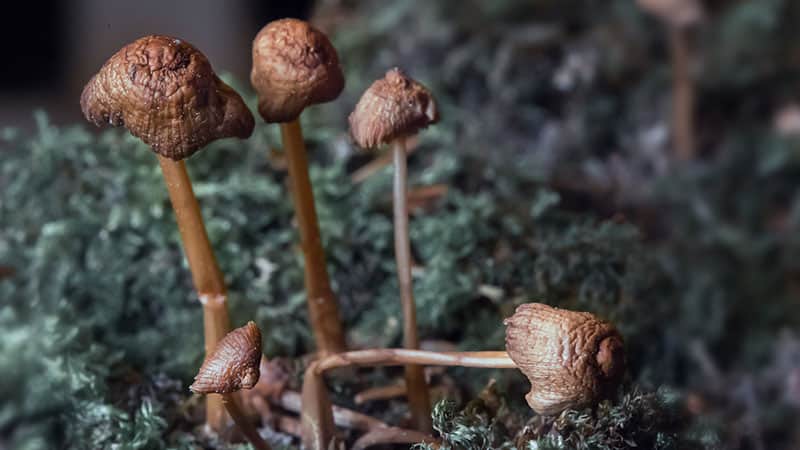 group of mushrooms