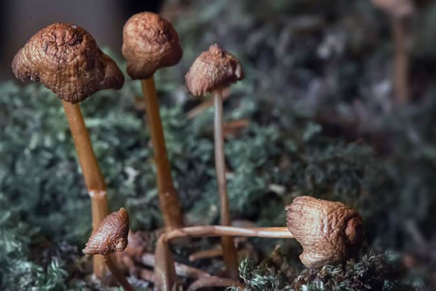 Exploring The Dangers of Mixing Shrooms and Alcohol